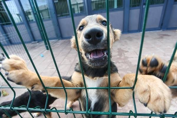В Госдуме анонсировали введение обязательной регистрации домашних животных