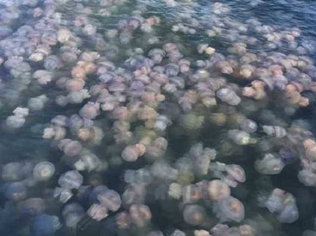 Мэр Бердянска придумал, как решить проблему с нашествием медуз: бросайте назад в море