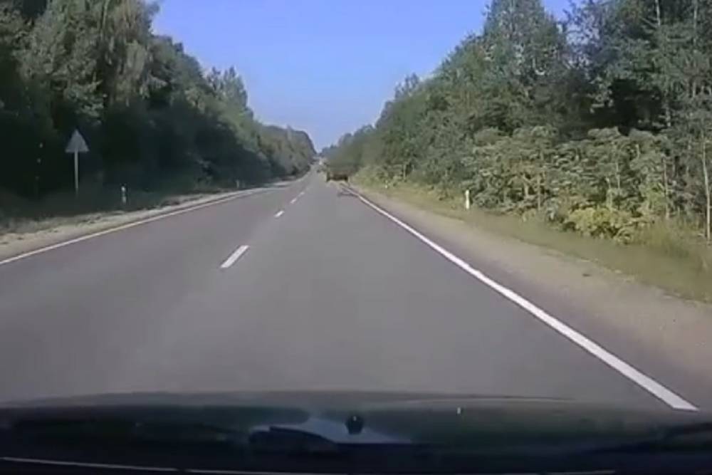 В Тверской области водитель чуть не наехал на лося