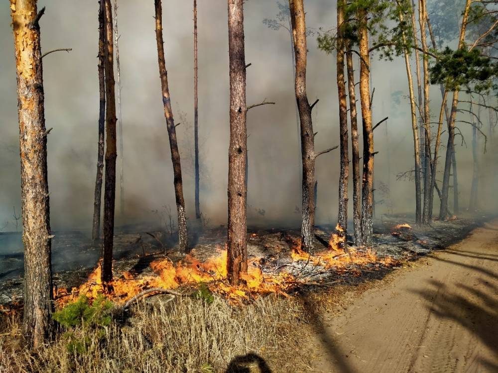 По всей Карелии трудная обстановка из-за лесных пожаров
