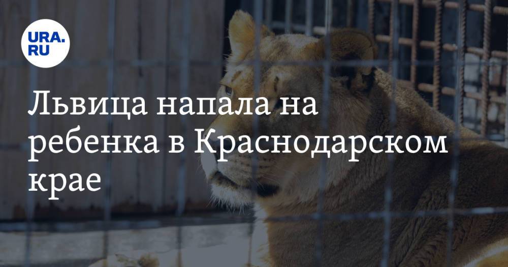 Львица напала на ребенка в Краснодарском крае