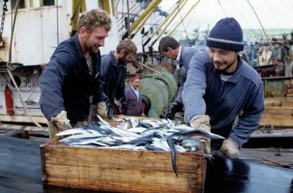 Диетолог объяснила высокий процент фальсификата на рынке рыбных консервов