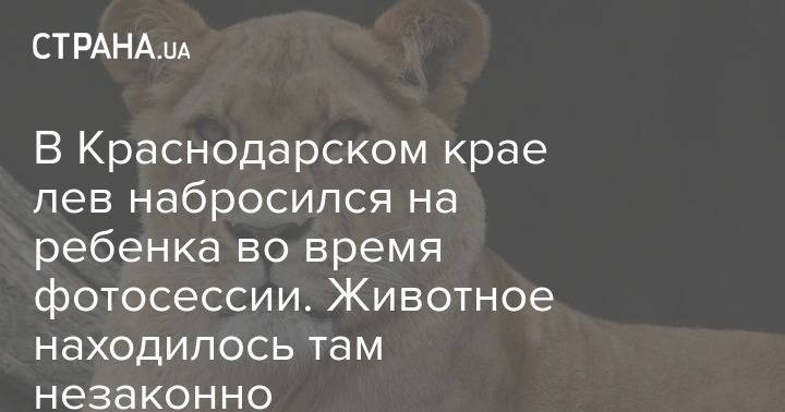 В Краснодарском крае лев набросился на ребенка во время фотосессии. Животное находилось там незаконно