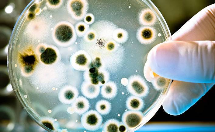 Haber7 (Турция): турецкие ученые открыли 60 новых видов бактерий в шести странах