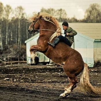 Сбежавший конь – тяжеловоз «опустил» череповчанина на деньги