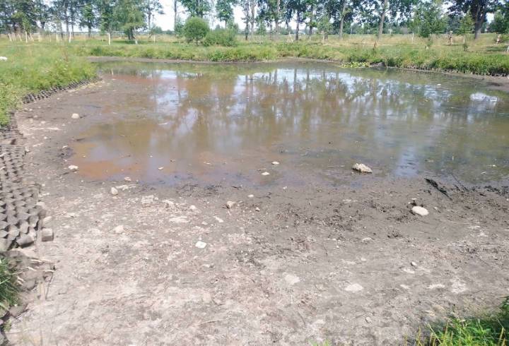 Из восьми погибла половина: в петербургском пруду умирают утята