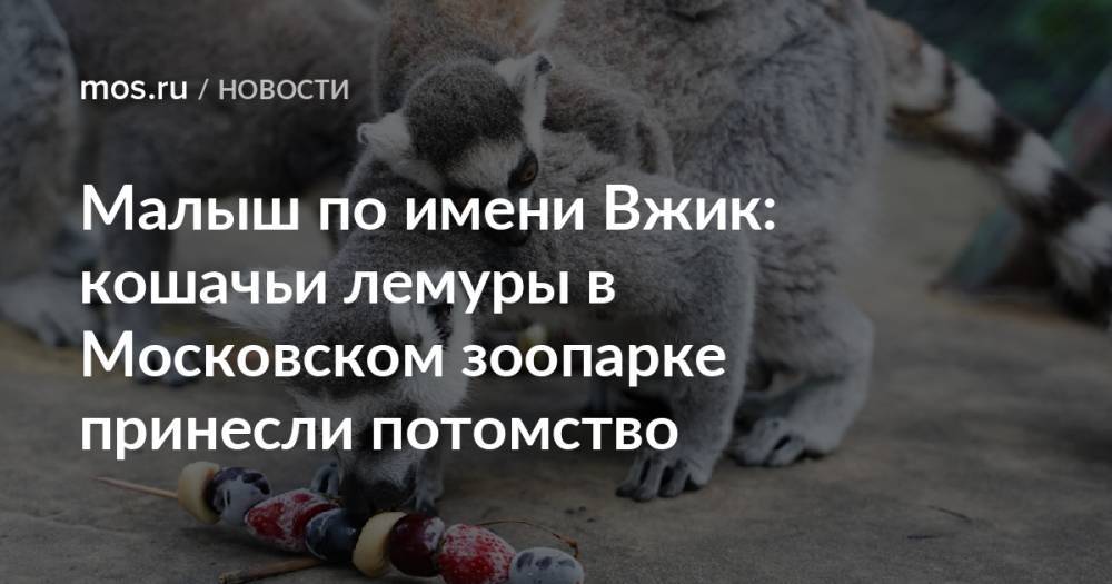 Малыш по имени Вжик: кошачьи лемуры в Московском зоопарке принесли потомство