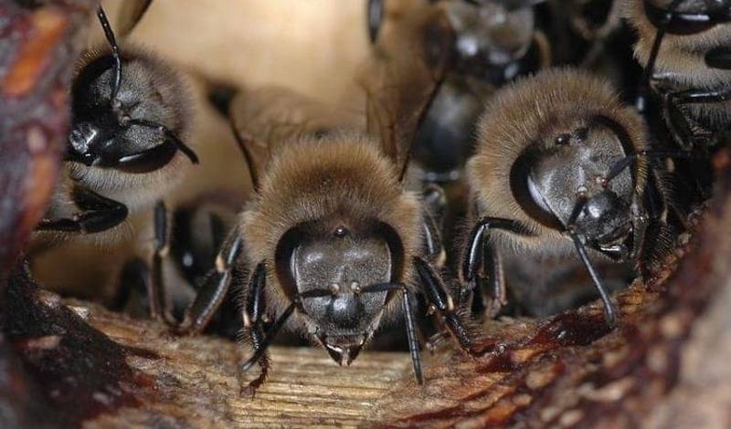 «Словно папуасов набирают»: пчеловоды Башкирии возмущены поведением французов