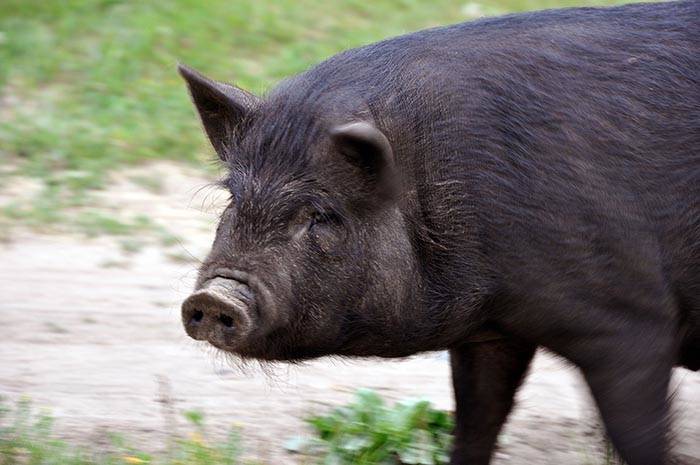 В Германии зарегистрирована третья вспышка африканской чумы среди домашних свиней