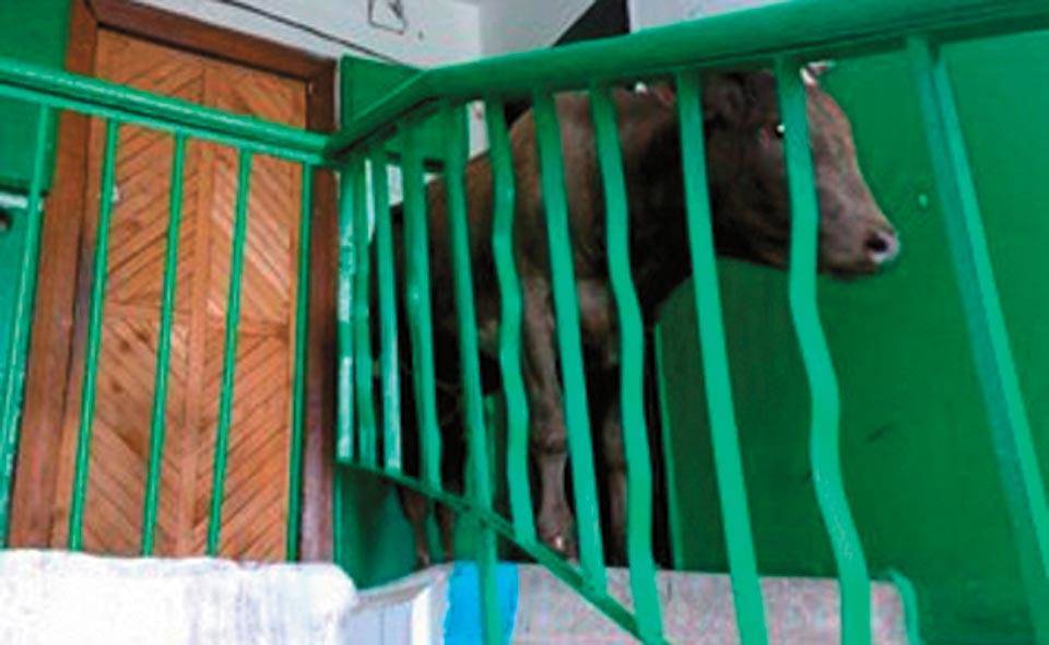 В соцсетях появились фото, как в одной из квартир в Ташкенте якобы содержат несколько коров. Хокимият заявил, что это фейк