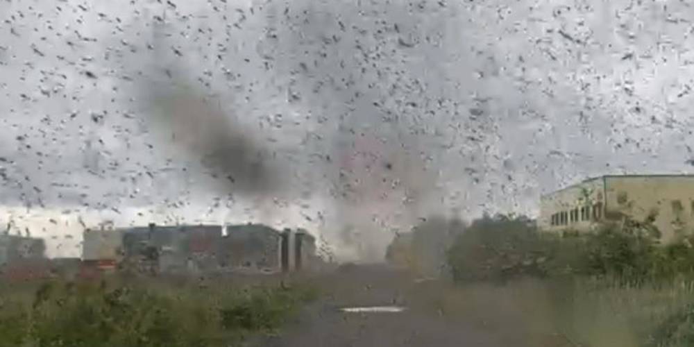 На Камчатке засняли на видео "торнадо" из комаров