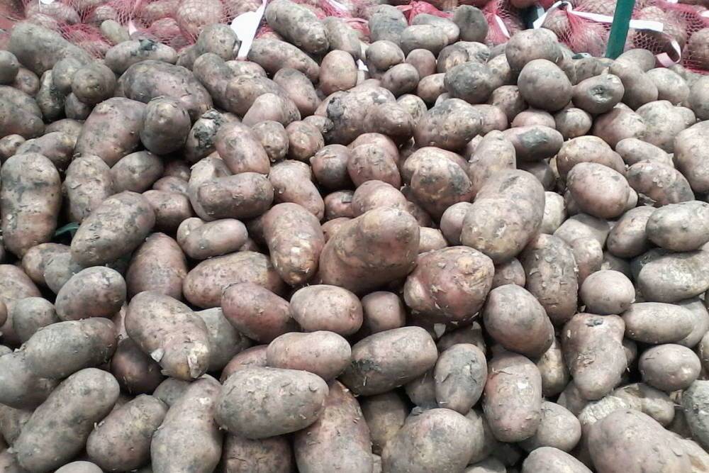 Самые высокие цены на картофель – в саратовских сетевых магазинах