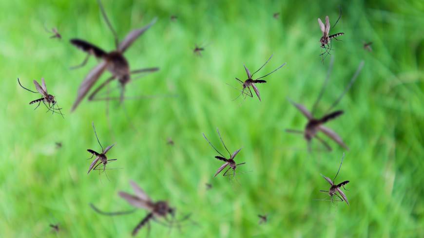 Поселок на Камчатке накрыл смерч из комаров (ВИДЕО)