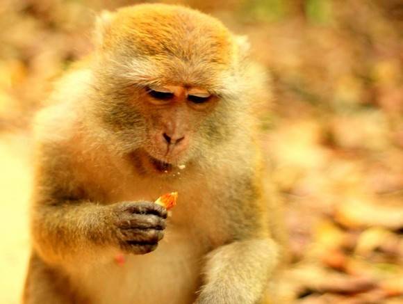В Китае впервые умер человек, зараженный опасным вирусом обезьяны