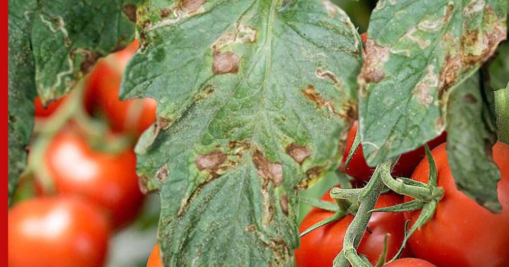 Пятна на листьях помидоров: в чем причина и как бороться