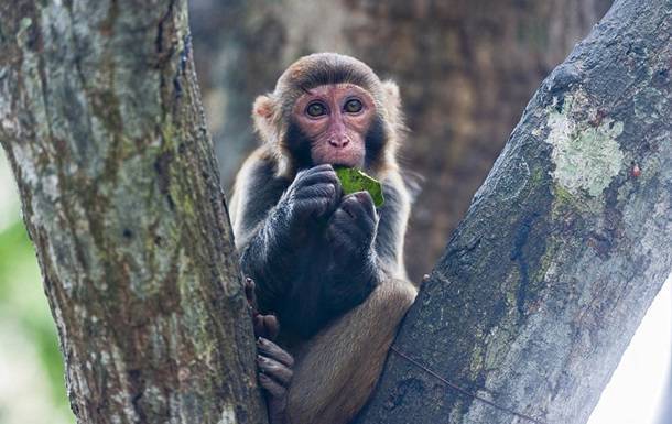 В Китае зафиксирована смерть от вируса обезьяны