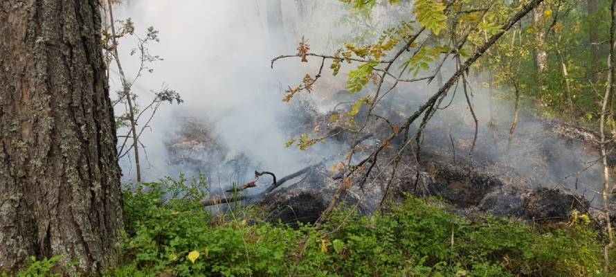 Из-за лесного пожара началась эвакуация жителей поселка в Карелии