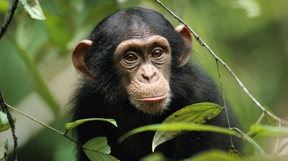 В Китае человек впервые умер от «вируса обезьяны»