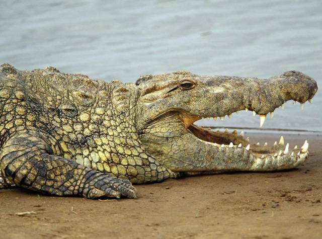 На украинском курорте крокодила выгуливали прямо на пляже (ВИДЕО)