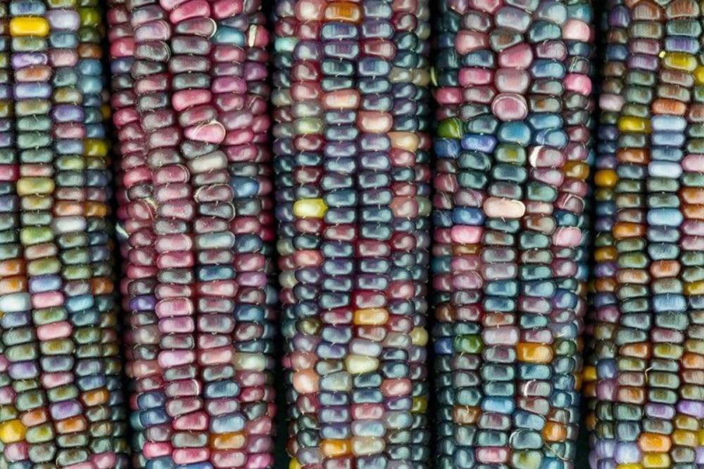 Цветная кукуруза: откуда берет начало "радужный" сорт и как его вырастить