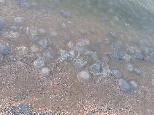 Побережье превратилось в кашу из медуз, купаться невозможно: свежие видео из Кирилловки и Лазурного