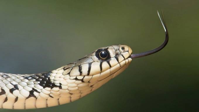 Канадские ученые создали клей из змеиного яда, который останавливает кровотечения