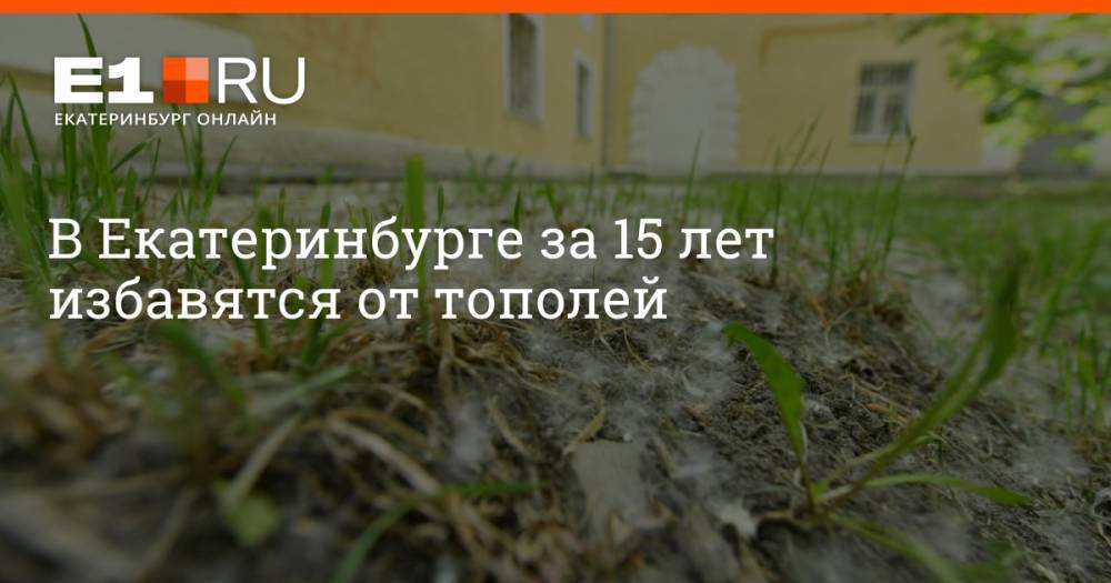 В Екатеринбурге за 15 лет избавятся от тополей