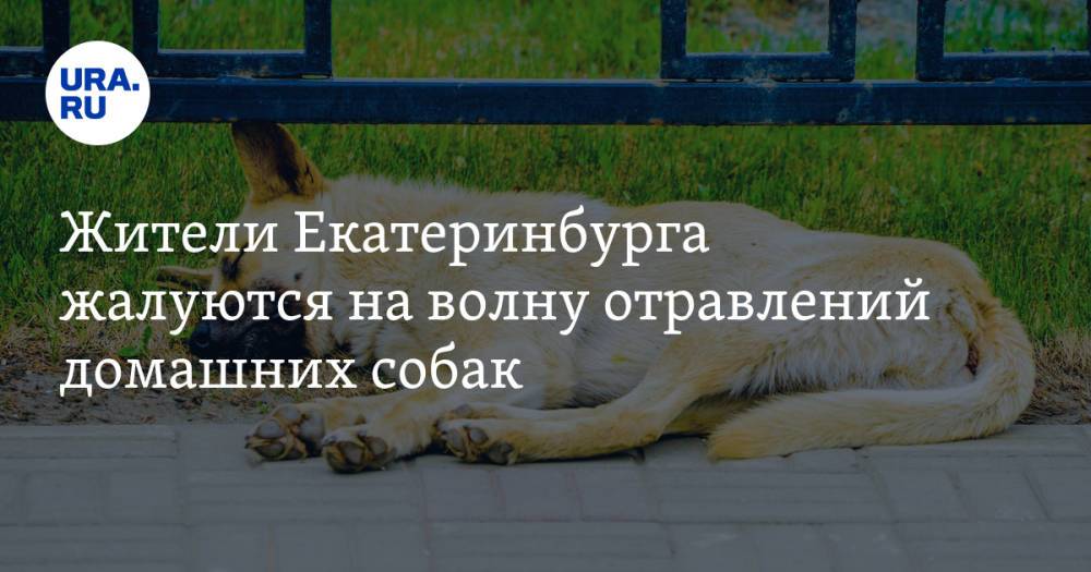 Жители Екатеринбурга жалуются на волну отравлений домашних собак