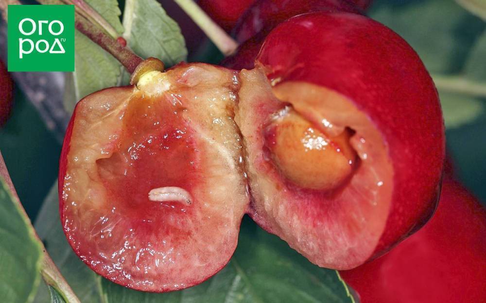 Внутри ягод вишни и черешни червяки – что это и как избавиться