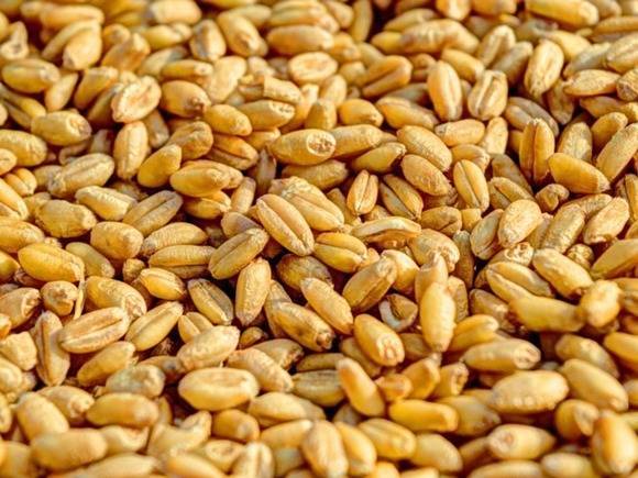 В Волгоградской области подростка насмерть завалило 14 тоннами пшеницы