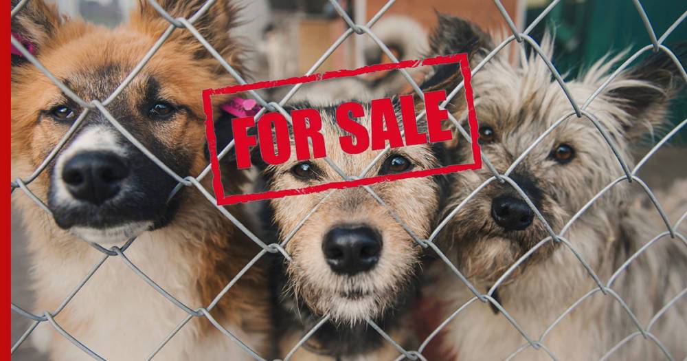 В правительстве поддержали запрет продажи животных в зоомагазинах и на рынках