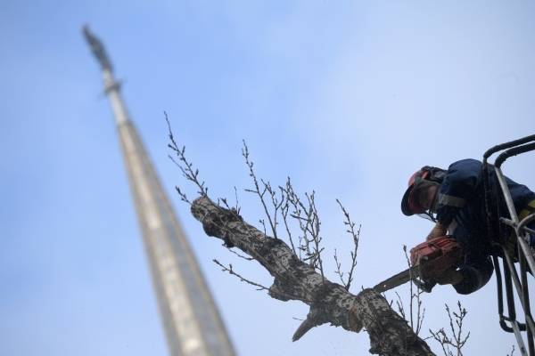Свердловский губернатор поручил вырубить все тополя в Екатеринбурге