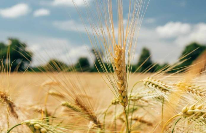 В Черкасской области рассчитывают собрать на 1,5 млн т больше зерна