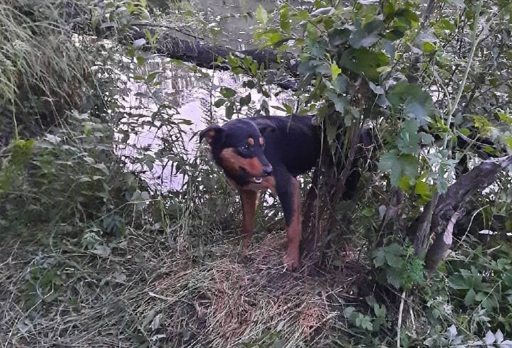 Собака попалась в браконьерский силок под Петербургом
