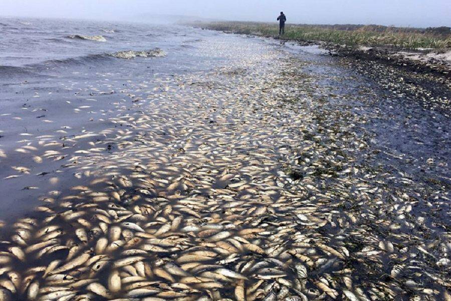 На Каспийском побережье Дагестана произошла массовая гибель рыбы