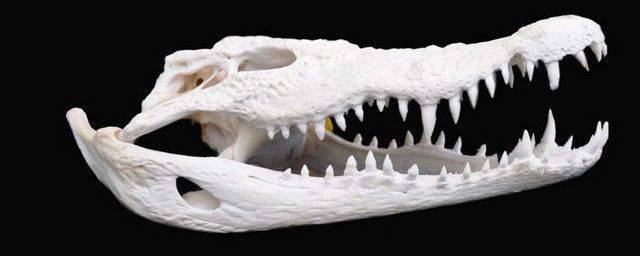 Ученые из СПбГУ впервые в мире сделали полное исследование черепа крокодилов