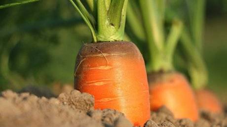 Морковь и картофель стали криптовалютой и обогнали доллар