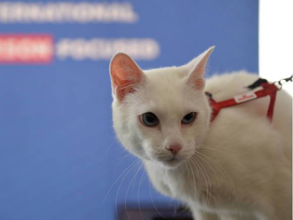 Эрмитажный кот Ахилл предсказал Испании победу над Швейцарией на Евро-2020