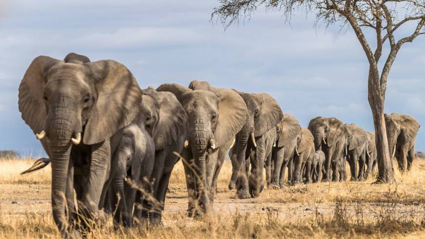 Названы причины массового вымирания слонов