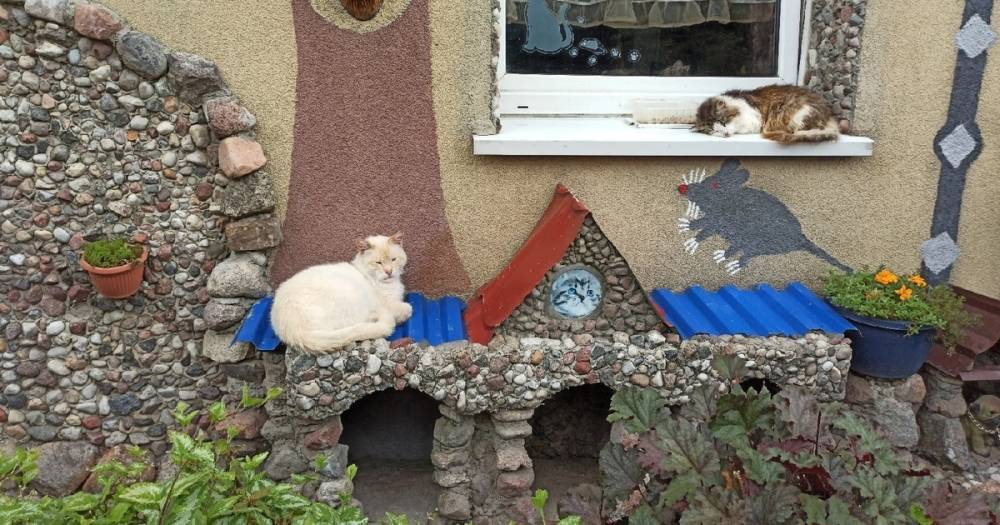 Подкидывают котят и водят туристов: как живёт самый необычный двор в Гвардейске