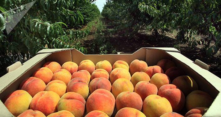 Грузия уже заработала 3,6 миллиона долларов от экспорта персиков