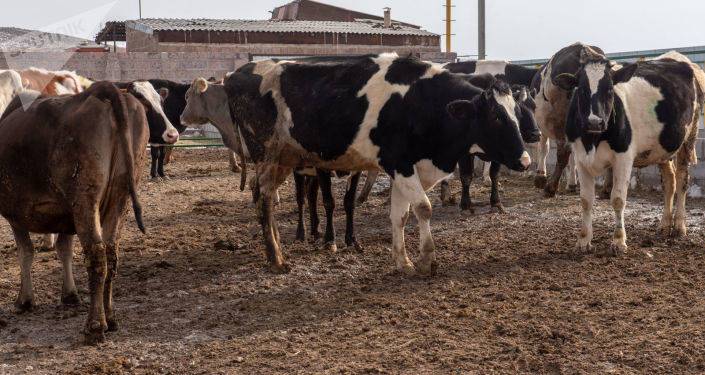 Пастбища пустые, кормов не хватает: как Минэкономики хочет удвоить скотоводство в Армении