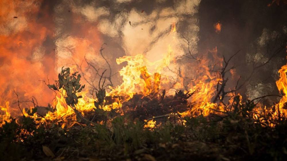 Лесные пожары тушат у микрорайона "Новое Сертолово"