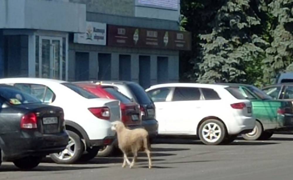 По улицам города в Тверской области бегает овца