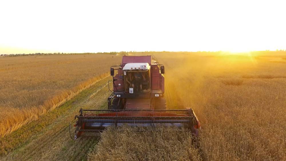 В Беларуси стартовала массовая уборка зерновых