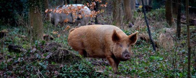 Дикие свиньи наносят больший вред экологии, чем миллион автомобилей