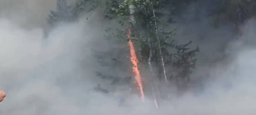 Ветер перекидывает огонь на деревья у поселка Найстенъярви в Карелии (ВИДЕО)