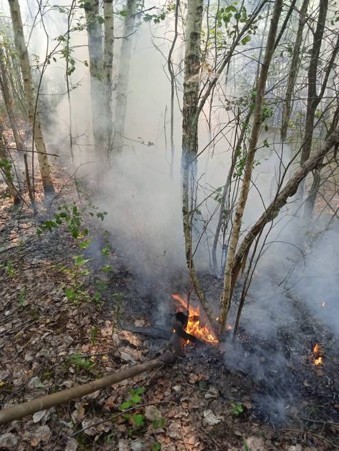 В Назиевском поселении две недели борются с лесными пожарами