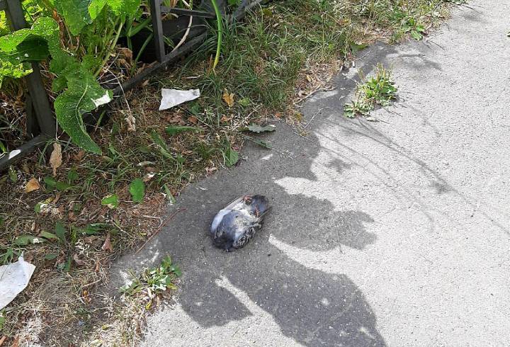 В Приморском районе Петербурга вновь заметили массовую гибель голубей