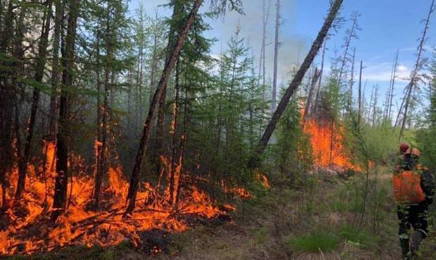 Глава Якутии обвинил в возникновении лесных пожаров глобальное изменение климата